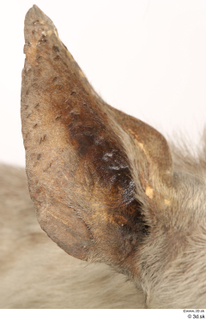 Striped Hyena Hyaena hyaena ear 0004.jpg